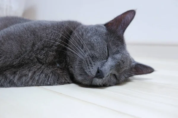 Die Graue Katze Schläft Mit Einem Lustigen Gesicht Das Auf — Stockfoto