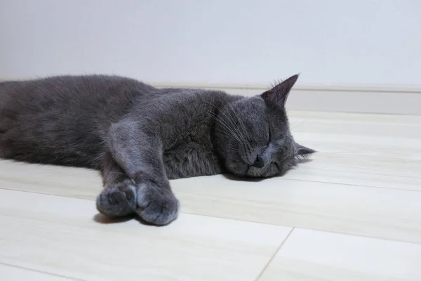Gatto Grigio Dorme Con Una Faccia Buffa Spalancata Sul Pavimento — Foto Stock