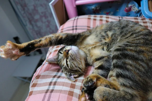 Joven Gato Doméstico Durmiendo Con Lindos Únicos Brazos Pose Levantados — Foto de Stock