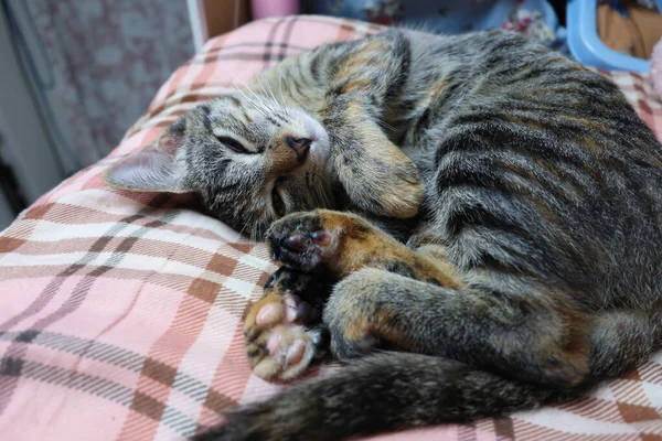 Young Domestic Cat Sleeping Cute Unique Pose Arms Raised — Stock Photo, Image