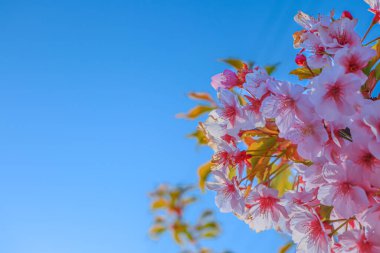Pembe kiraz çiçeği ya da mavi gökyüzü arka planlı sakura.