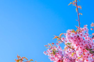 Pembe kiraz çiçeği ya da mavi gökyüzü arka planlı sakura.