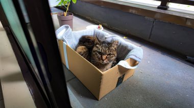 Tekir bir kedi, balkondaki karton bir kutuda rahatça uzanır.