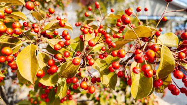 Çoban püskülü, Ilex pedunculosa 'nın kırmızı meyve ve yaprakları