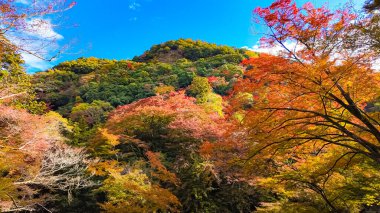 Manzara Minoh Osaka 'daki bir Japon ormanında sonbahar yapraklarının nefes kesici bir görüntüsü.