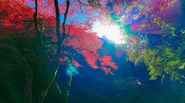 Manzara Minoh Osaka 'daki bir Japon ormanında sonbahar yapraklarının nefes kesici bir görüntüsü.