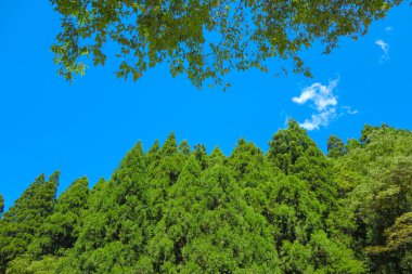 Mavi gökyüzü ile sedir ormanı