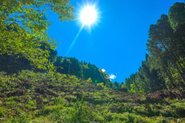 Mavi gökyüzü ile sedir ormanı
