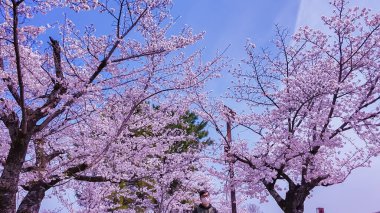Pembe kiraz çiçeklerinden çarpıcı bir gölgelik berrak mavi gökyüzüne karşı baharın zirvesini işaret ediyor..