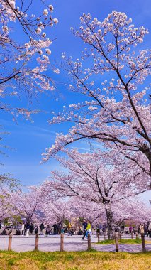 Kyoto, 25 Nisan 2025. Pembe kiraz ağaçlarıyla dolu canlı bir park ve açık mavi gökyüzünün tadını çıkaran insanlar..