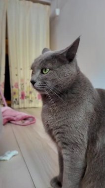 Göz delen yeşil gözlü çarpıcı gri bir kedi yüksek çözünürlüklü bir videoda kapalı bir ortama bakıyor..