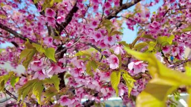 Yumuşak, pembe kiraz çiçeklerinden oluşan bir örtüyü yakalayan güzel geniş bir kare açık mavi bir gökyüzüne doğru esen meltemde dalgalanıyor..