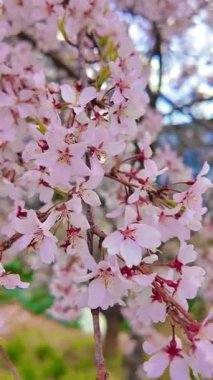 Yumuşak, pembe kiraz çiçeklerinden oluşan bir örtüyü yakalayan güzel geniş bir kare açık mavi bir gökyüzüne doğru esen meltemde dalgalanıyor..
