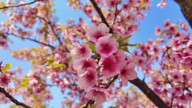 Yumuşak, pembe kiraz çiçeklerinden oluşan bir örtüyü yakalayan güzel geniş bir kare açık mavi bir gökyüzüne doğru esen meltemde dalgalanıyor..