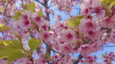 Yumuşak, pembe kiraz çiçeklerinden oluşan bir örtüyü yakalayan güzel geniş bir kare açık mavi bir gökyüzüne doğru esen meltemde dalgalanıyor..