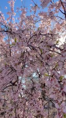 Yumuşak, pembe kiraz çiçeklerinden oluşan bir örtüyü yakalayan güzel geniş bir kare açık mavi bir gökyüzüne doğru esen meltemde dalgalanıyor..