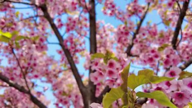Yumuşak, pembe kiraz çiçeklerinden oluşan bir örtüyü yakalayan güzel geniş bir kare açık mavi bir gökyüzüne doğru esen meltemde dalgalanıyor..