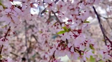 Yumuşak, pembe kiraz çiçeklerinden oluşan bir örtüyü yakalayan güzel geniş bir kare açık mavi bir gökyüzüne doğru esen meltemde dalgalanıyor..