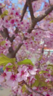 A beautiful wide shot capturing a canopy of soft pink cherry blossoms against a clear blue sky, fluttering in the breeze.