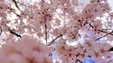 Yumuşak, pembe kiraz çiçeklerinden oluşan bir örtüyü yakalayan güzel geniş bir kare açık mavi bir gökyüzüne doğru esen meltemde dalgalanıyor..