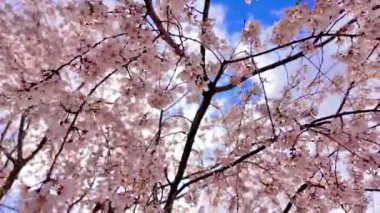 Yumuşak, pembe kiraz çiçeklerinden oluşan bir örtüyü yakalayan güzel geniş bir kare açık mavi bir gökyüzüne doğru esen meltemde dalgalanıyor..