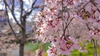 Yumuşak, pembe kiraz çiçeklerinden oluşan bir örtüyü yakalayan güzel geniş bir kare açık mavi bir gökyüzüne doğru esen meltemde dalgalanıyor..