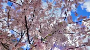 Narin pembe kiraz çiçeklerinden oluşan nefes kesici bir gölgelik yumuşak beyaz bulutlar ve parlayan güneşle dolu canlı mavi bir gökyüzüne karşı..