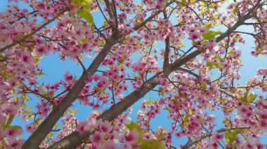 Aşağıdan geniş açılı bir manzara, sayısız pembe kiraz çiçeği ve taze yeşil yaprakları parlak mavi gökyüzüne doğru yakalıyor..