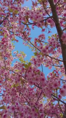 Aşağıdan geniş açılı bir manzara, sayısız pembe kiraz çiçeği ve taze yeşil yaprakları parlak mavi gökyüzüne doğru yakalıyor..