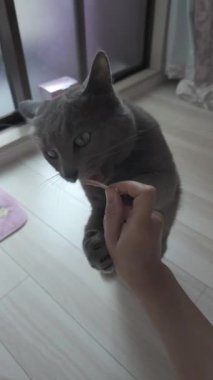 Arka ayakları üzerinde duran sevimli gri bir kedi, yüksek çözünürlüklü bir videoda insan elinden bir ziyafet çekmek için..
