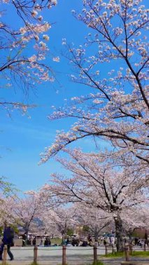 Kyoto - Japonya, 25 Nisan 2025 Çiçek açan kiraz ağaçları ve açık mavi gökyüzünün keyfini çıkaran insanlarla dolu bir park..
