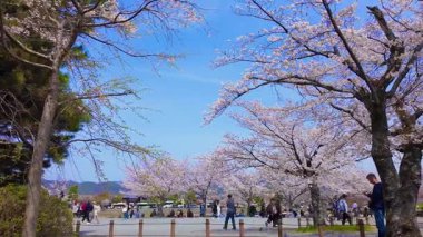 Kyoto - Japonya, 25 Nisan 2025 Çiçek açan kiraz ağaçları ve açık mavi gökyüzünün keyfini çıkaran insanlarla dolu bir park..