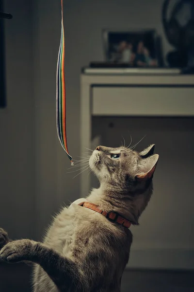 Cat playing with rainbow ribbon, pride ribbon