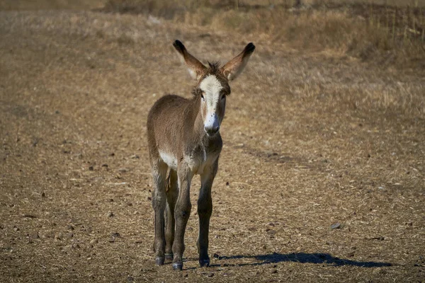 Endangered Majesty: Brown Donkey Amidst the Summer Fields