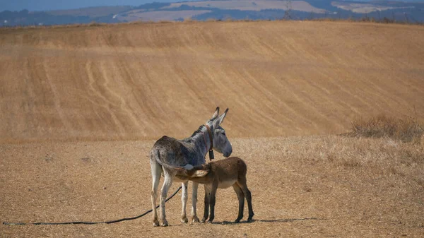 Nurturing Bond. Young Donkey Nursing from its Mother