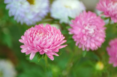 Pembe kasımpatı çiçeği.