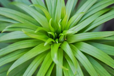 Bahçede pandan yaprağı