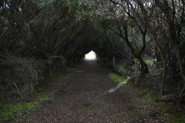 Ormandaki yaşlı ağaçlar 