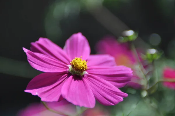 Цветок Розовых Хризантем — стоковое фото
