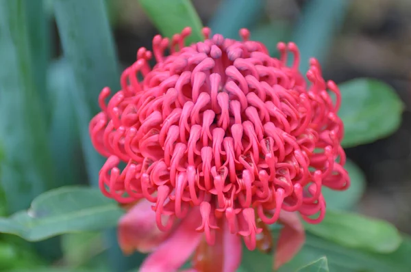 stock image Dok khem flower in the garden