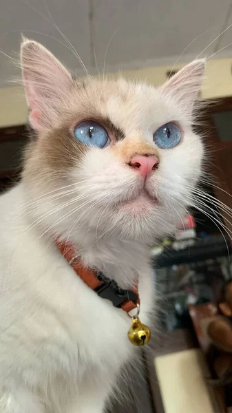 Primer Plano Gato Blanco Con Hermosos Ojos Azules — Foto de Stock