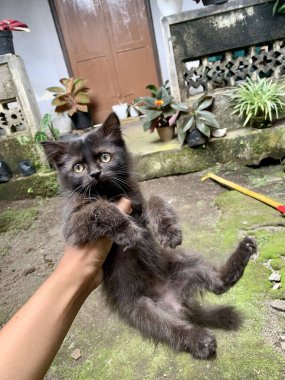 A hand raising a cute black kitten