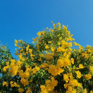 Bahçedeki güzel çiçekler mavi gökyüzünde