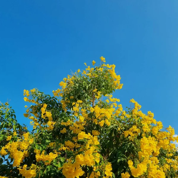 stock image Beautiful Yellow flowers in the garden in blue sky