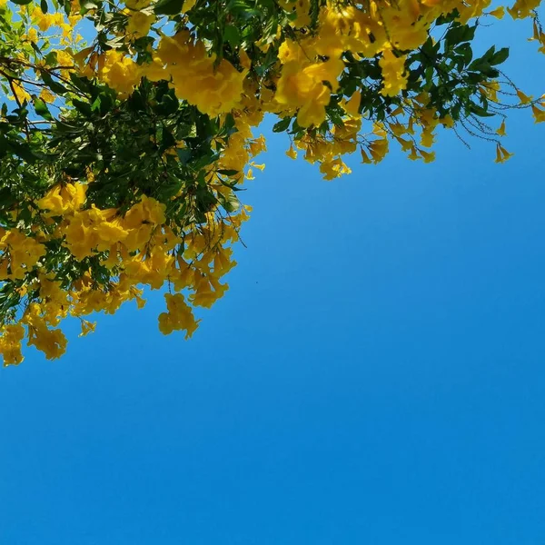 Красивий Ботанічний Знімок Природні Шпалери Красиві Жовті Квіти Саду Блакитному — стокове фото