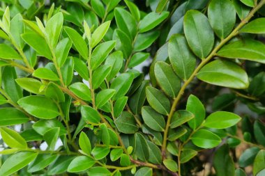 Bahçede yeşil yapraklar