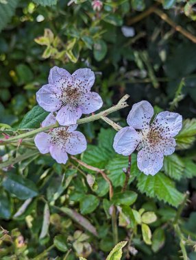 Bahçedeki güzel çiçekler