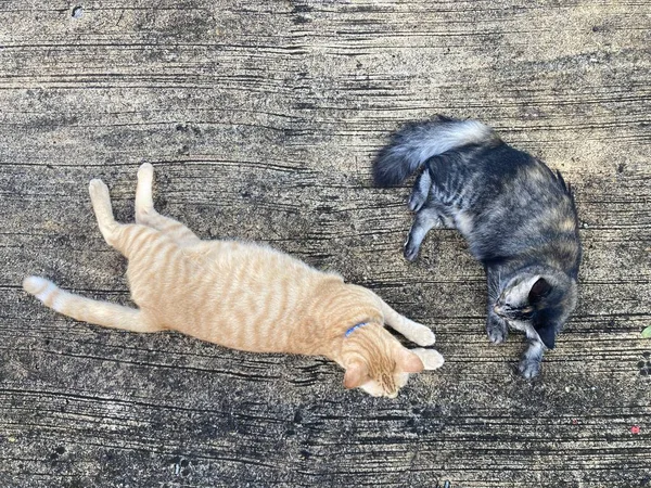 Två Katter Leker Tillsammans Marken — Stockfoto