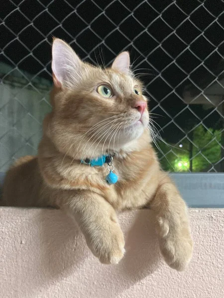 Оранжевая Кошка Ищет Сверху — стоковое фото
