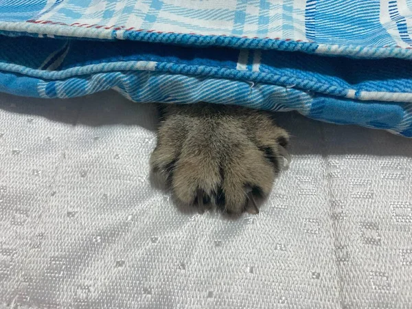 Cat Foot Cat Trying Play Hide Seek — Stock Photo, Image